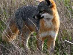 Renard gris insulaire